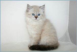 Female Siberian Kitten from Deedlebug Siberians